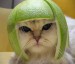 kočka-meloun.jpg